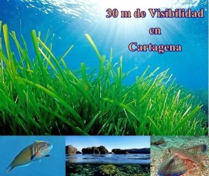 30m visibilidad